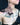 chrysanthemum tattoo on the neck by Joao Bosco at Sacred Gold Tattoo