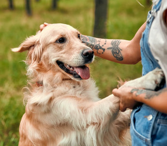 Honouring Your Best Friend: The Meaning Behind Pet Tribute Tattoos